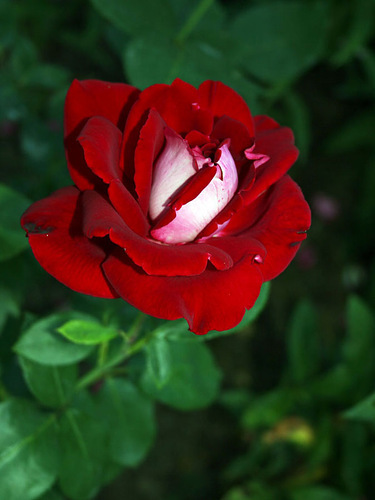 Chandon Rosier - wish list trandafiri 2013