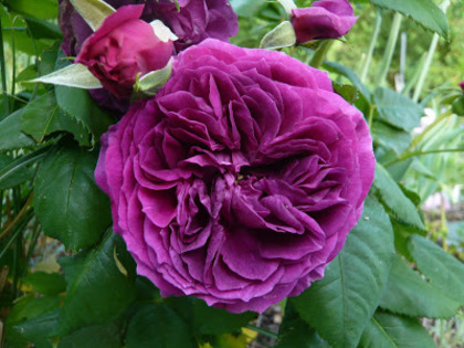 Purple-Lodge - wish list trandafiri 2013