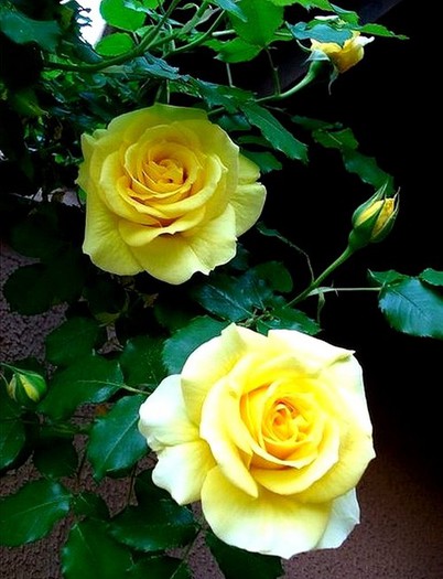 -rimosa- - wish list trandafiri 2013