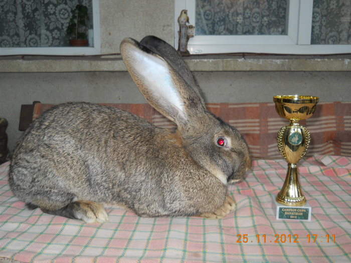 Ro 27 Lg32(F); 95.5pct campioana Sannicolaul Mare 2012
