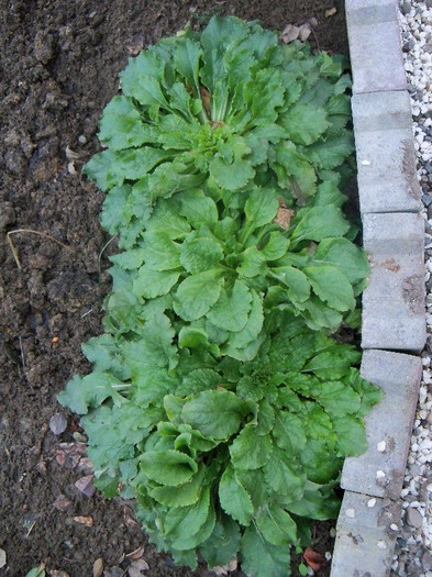 Campanula medium 24.11.2012