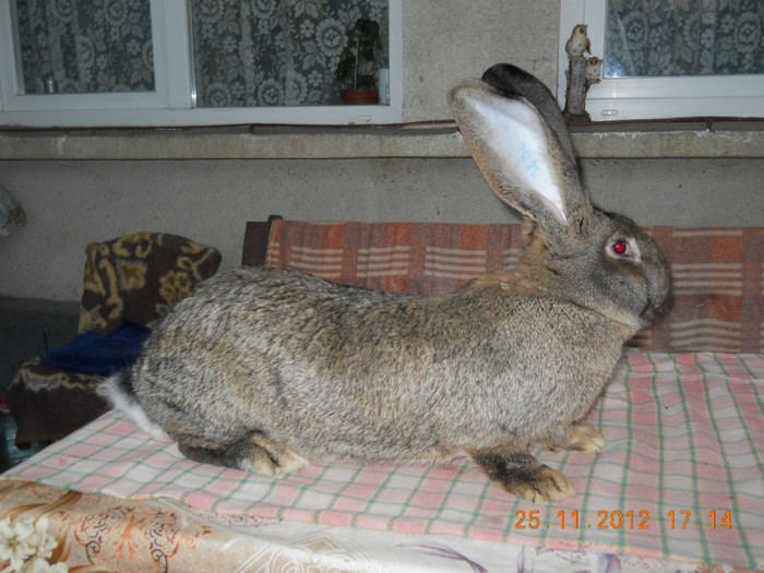 Ro 25 Lg22(F7); 95pct Sannicolaul Mare 2012
Cupa Banatului
linie KNOLL
