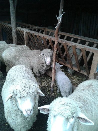 20121125_130249 - MERINOS DE PALAS