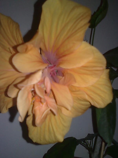 Imagine3035 - HIBISCUS-2012