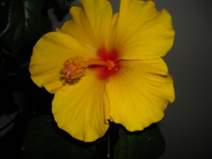 Hibiscus Kim