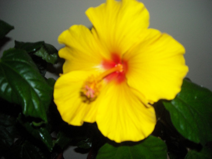 Hibiscus Kim - Hibiscus 2012-3