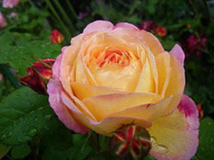 Rosomane Janon - wish list trandafiri 2013