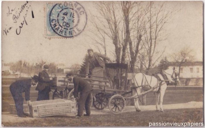 384656_2199126183890_459338470_n - POZE ISTORICE DESPRE PORUMBEI