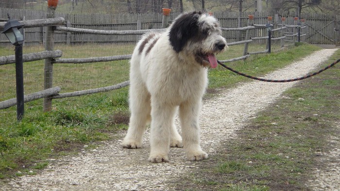 Hector - Cuibul H din Panda De Bughea si Amir De Bughea