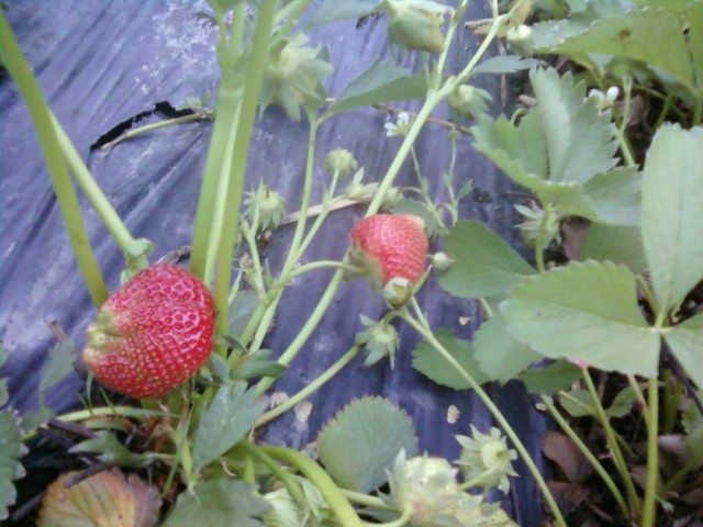 Resize_P08-05-12_20.25