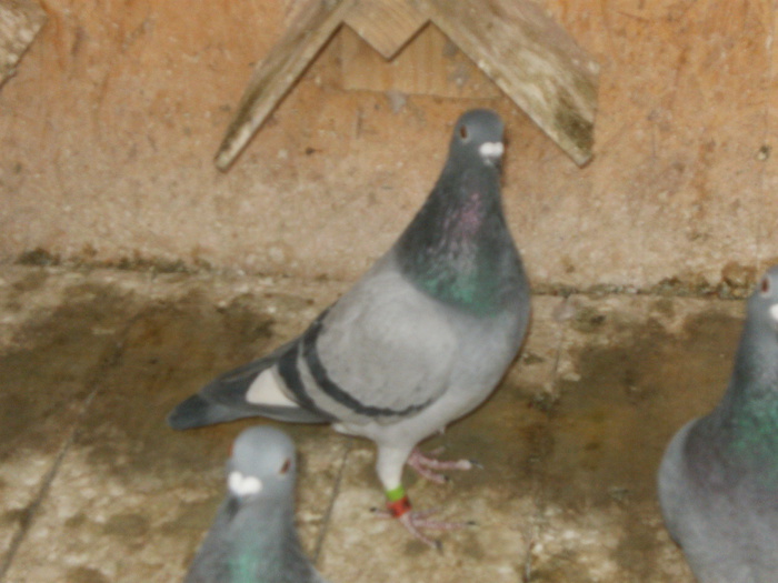 Frate cu locu1.prov Belgia-2012