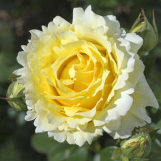 cyrano-bergerac   sunph - wish list trandafiri 2013