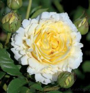 cyrano-bergerac - wish list trandafiri 2013