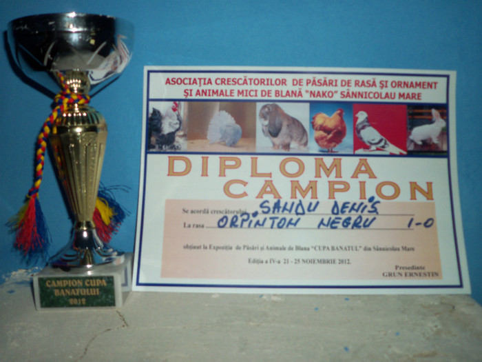 Expo Sannicolau Mare 2012 - DIPLOME SI CUPE