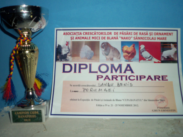 Expo Sannicolau Mare 2012 - DIPLOME SI CUPE