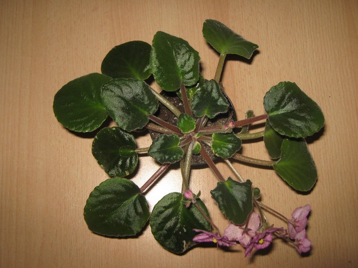 Buckeye Cherry Frekles