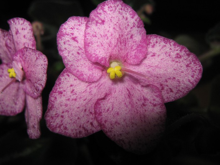 Buckeye Cherry Frekles