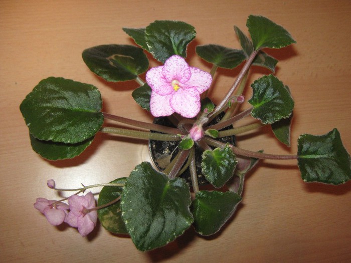 Buckeye Cherry Frekles