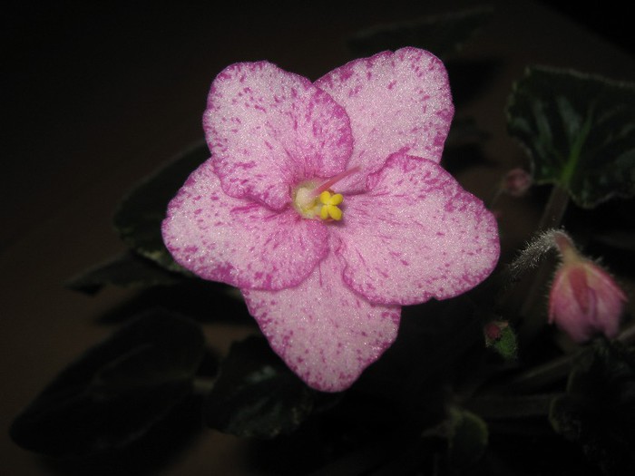 Buckeye Cherry Frekles - violete 24 nov 2012