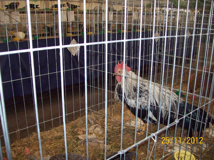 100_9439 - AAAAA EXPO 21-25 2012 BISTRITA TINERET