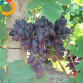 be6e982e6b4436fcbe482f329be07922-6455369-700_700 - ACHIZITII TOAMNA 2012