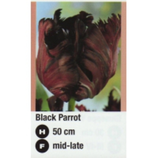 Black Parrot-200x200