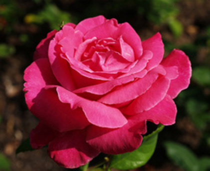 caprice_0_250x204 - ACHIZITII TOAMNA 2012