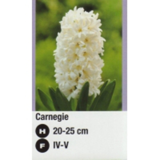 Carnegie-1-200x200 - ACHIZITII TOAMNA 2012