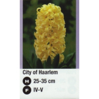 City of Haarlem-1-200x200 - ACHIZITII TOAMNA 2012