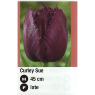 Curley Sue-200x200