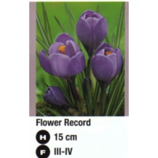 Flower Record-200x200