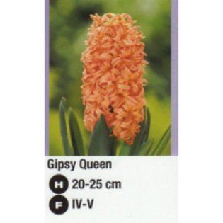 Gipsy Queen-200x200 - ACHIZITII TOAMNA 2012