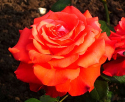 holsteinp_250x204 - ACHIZITII TOAMNA 2012