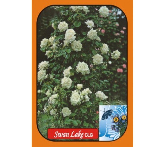 img-swan_lake-900x800 - ACHIZITII TOAMNA 2012