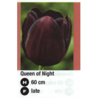 Queen of Night-200x200 - ACHIZITII TOAMNA 2012