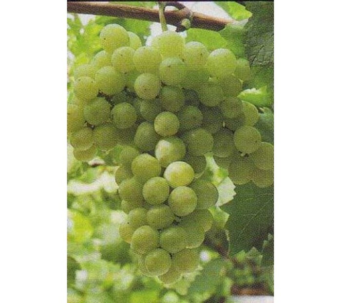 regina_dei_vigneti-900x800 - ACHIZITII TOAMNA 2012