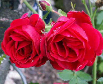 symphatie_0_250x204 - ACHIZITII TOAMNA 2012