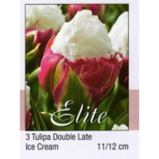 Tulipa Double Late ICE CREAM-200x200 - ACHIZITII TOAMNA 2012