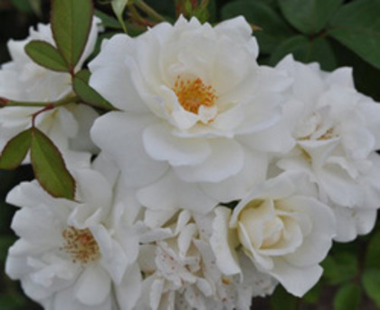 urc_alb_250x204 - ACHIZITII TOAMNA 2012