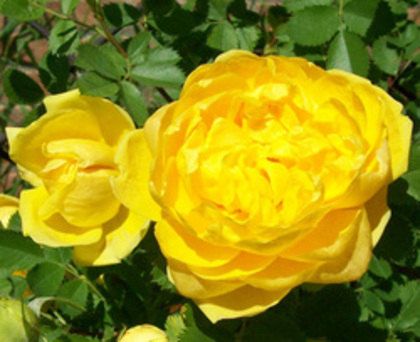 urc_galben_250x204 - ACHIZITII TOAMNA 2012