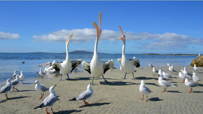 pelicani - animale salbatice