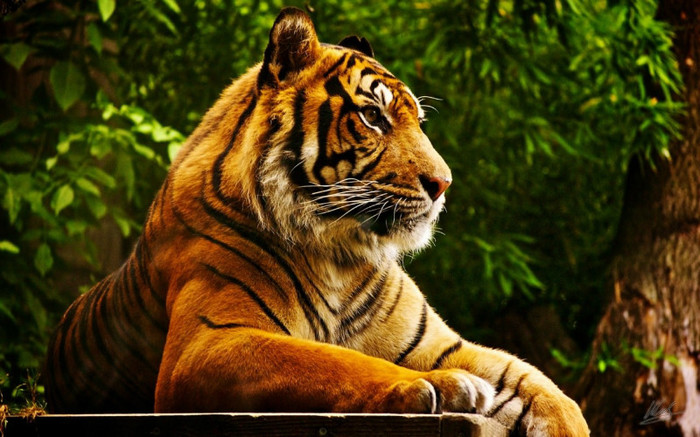 tigru - animale salbatice