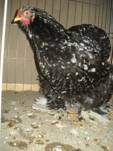 COCHIN BOBAT 97 P