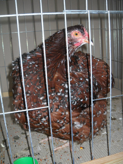 ORPIGTON PORTELAN
