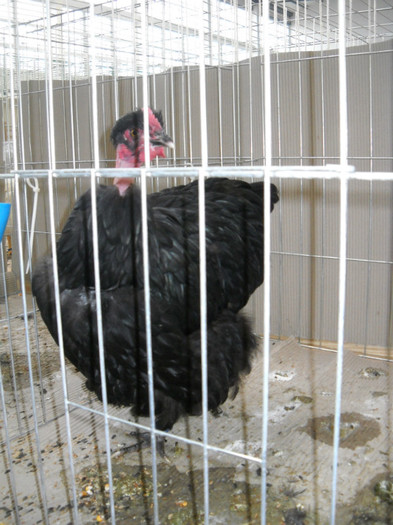 ORPINGTON GOLAS NEGRU - EXPO NATIONALA DABAS UNGARIA 2012