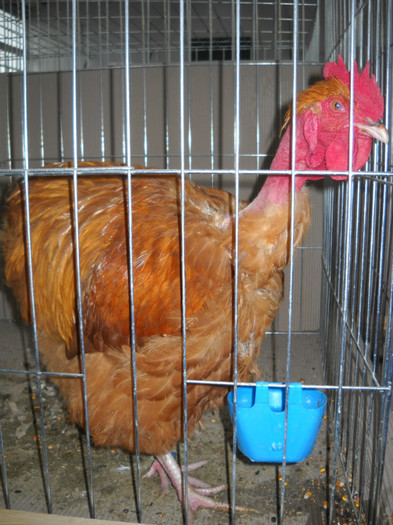 ORPINGTON GALBEN GOLAS