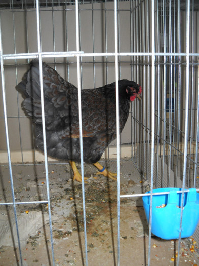 DSCN3636