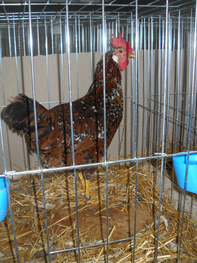 DSCN3679