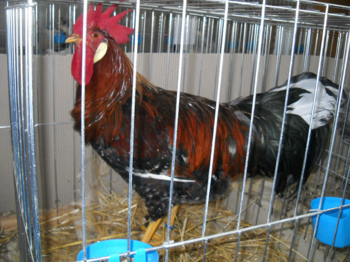 ITALIAN  PORTELAN
