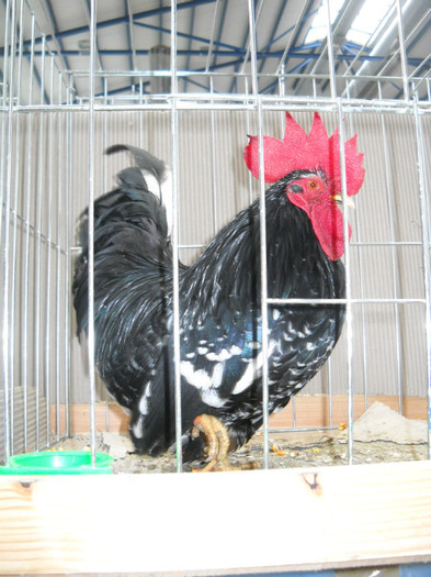 DSCN3685